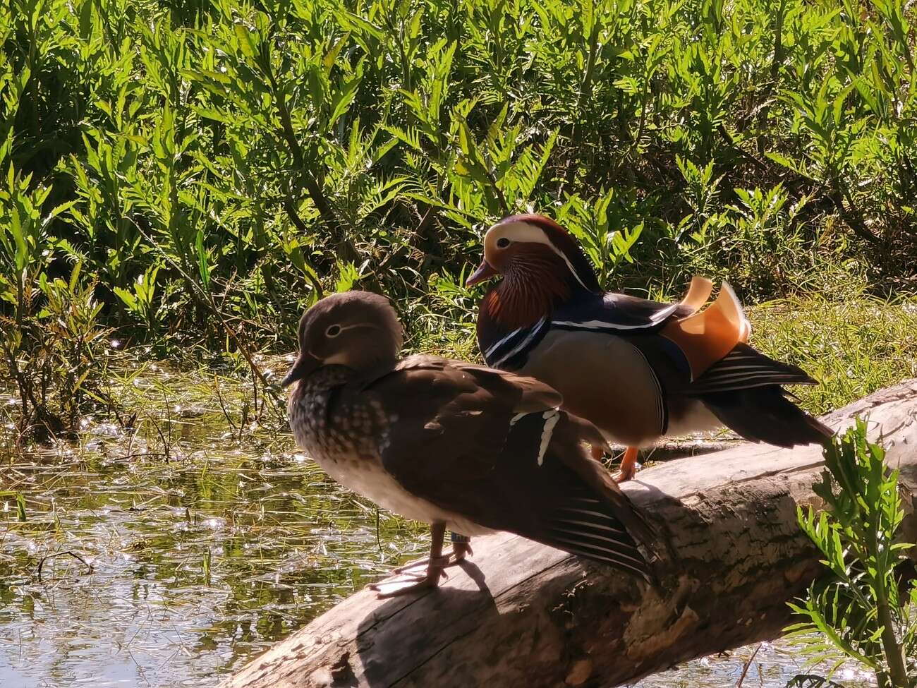 Sięgnij dalej z zoomem Huawei P40 Pro