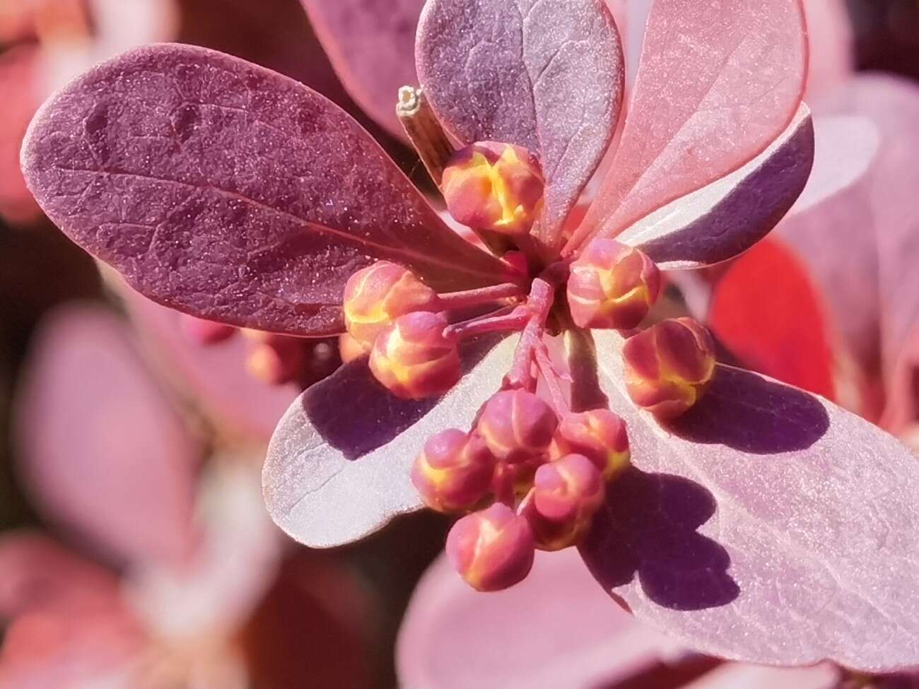 Huawei P40 Pro nie zawiódł. Na taki smartfon czekaliśmy