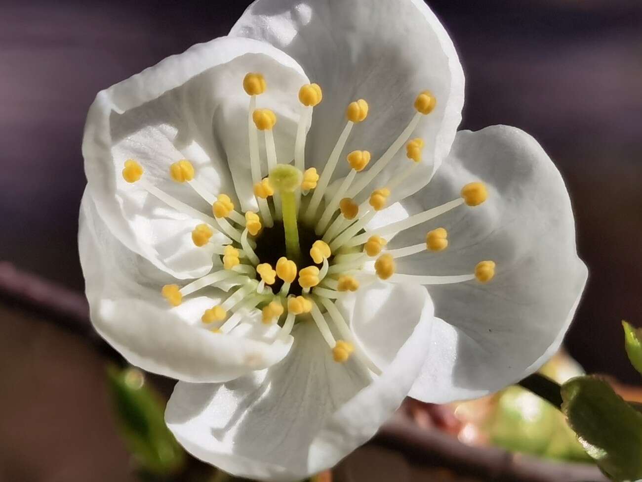 Huawei P40 Pro nie zawiódł. Na taki smartfon czekaliśmy