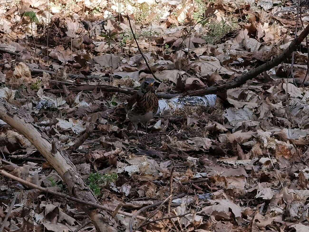 Sięgnij dalej z zoomem Huawei P40 Pro