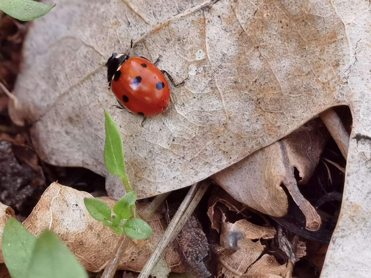 Sięgnij dalej z zoomem Huawei P40 Pro