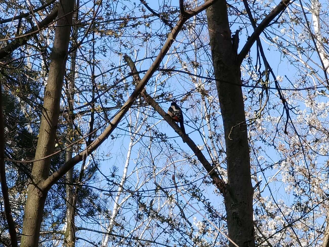 Sięgnij dalej z zoomem Huawei P40 Pro