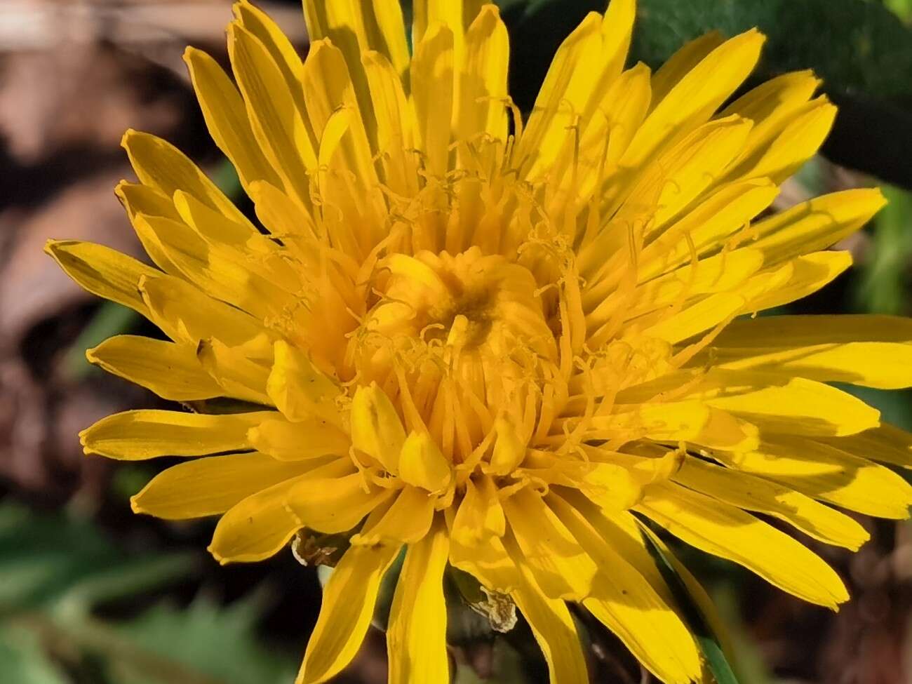 Huawei P40 Pro nie zawiódł. Na taki smartfon czekaliśmy