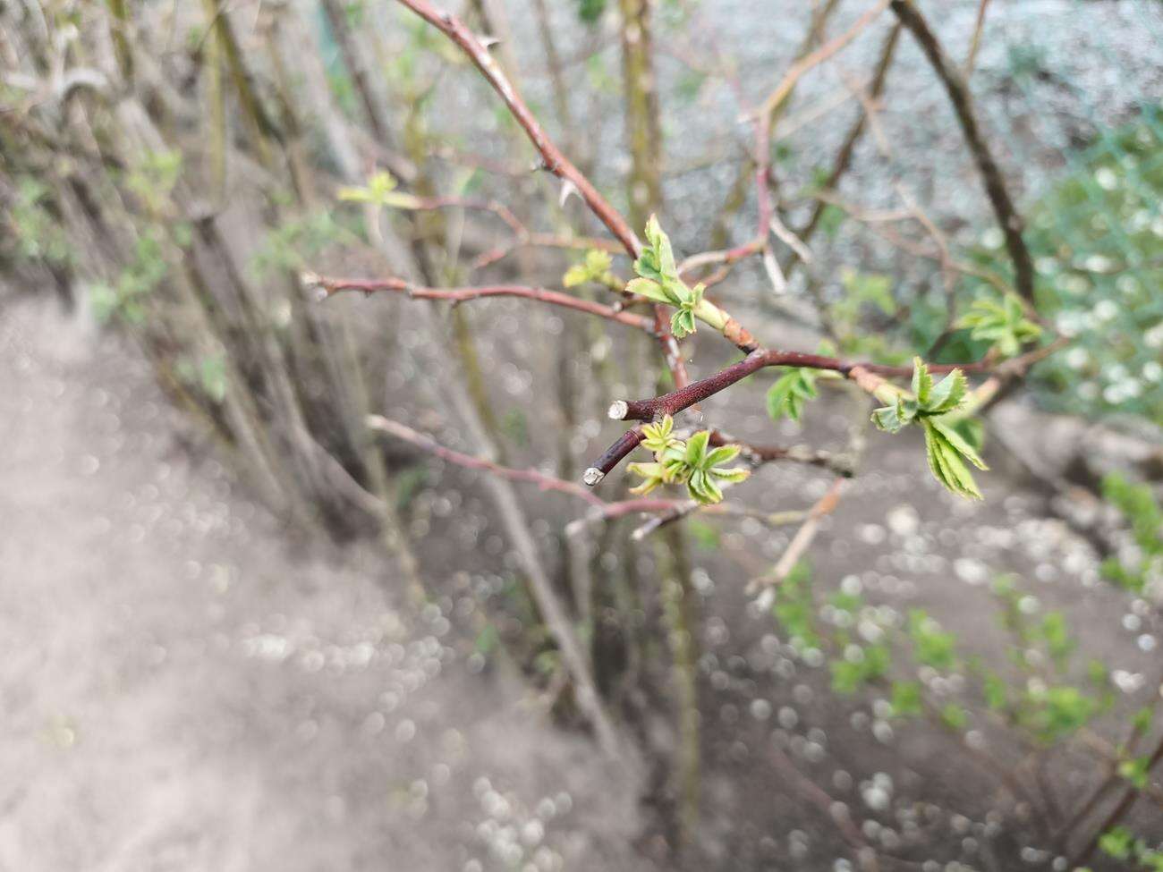 Test Oppo Reno3 - dobre zdjęcia i piękna obudowa w niższej cenie