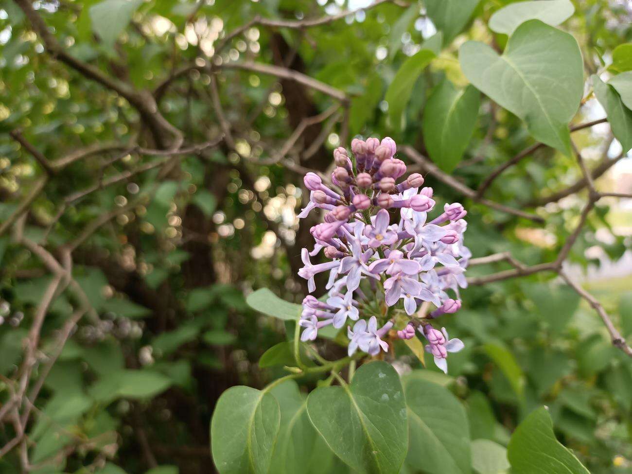 Test Oppo Reno3 - dobre zdjęcia i piękna obudowa w niższej cenie