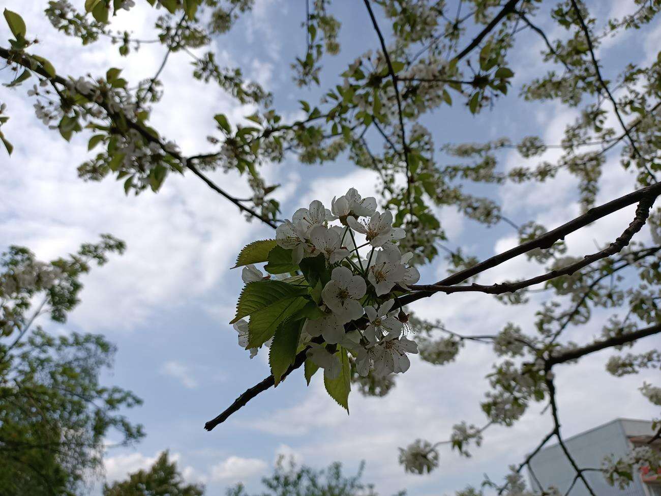 Test Oppo Reno3 - dobre zdjęcia i piękna obudowa w niższej cenie