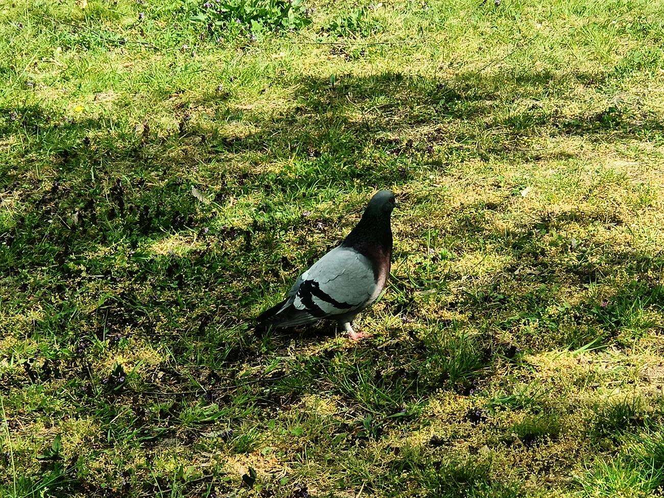 Test Oppo Reno3 - dobre zdjęcia i piękna obudowa w niższej cenie