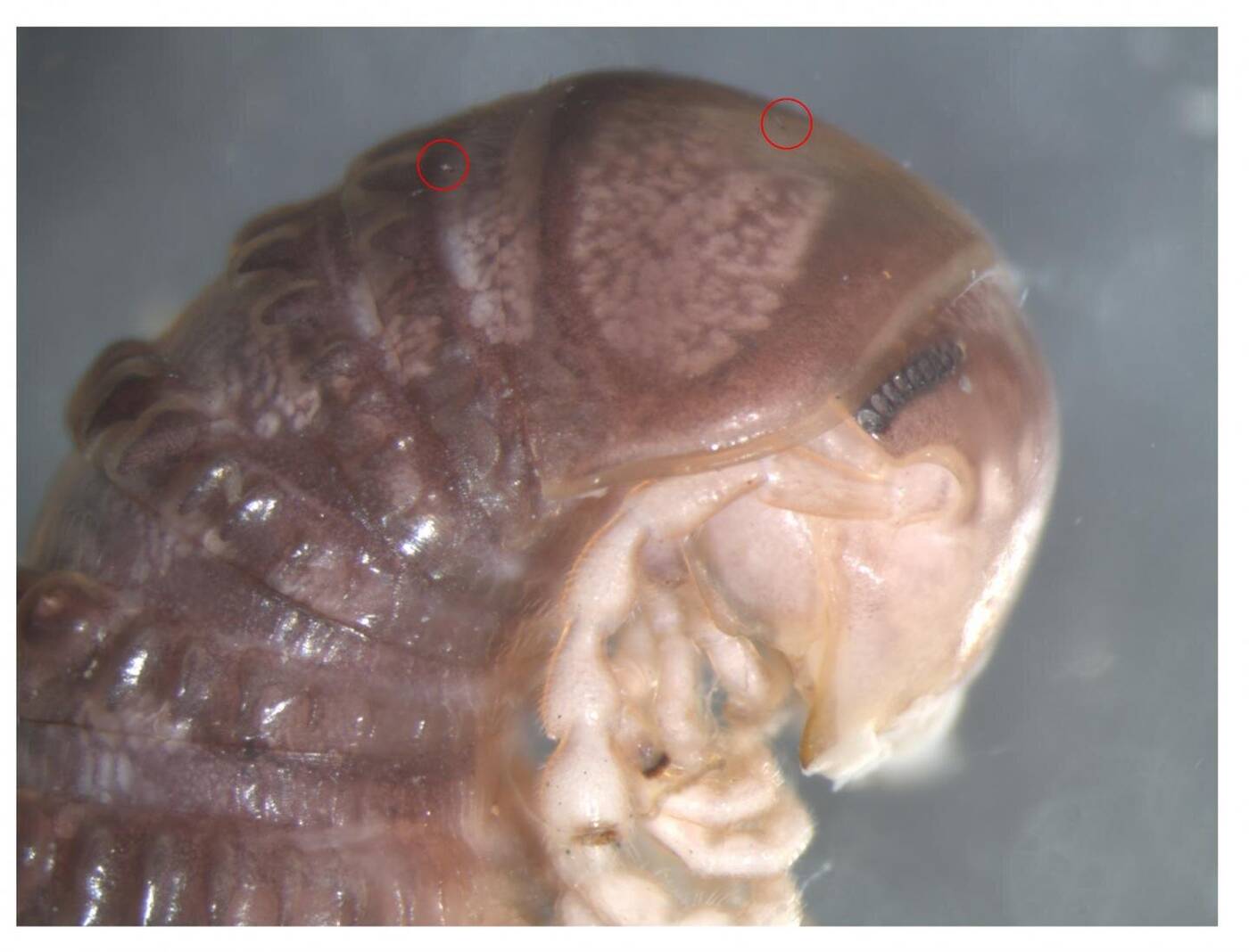 Przeglądanie Twittera doprowadziło do odkrycia naukowego. W jaki sposób?