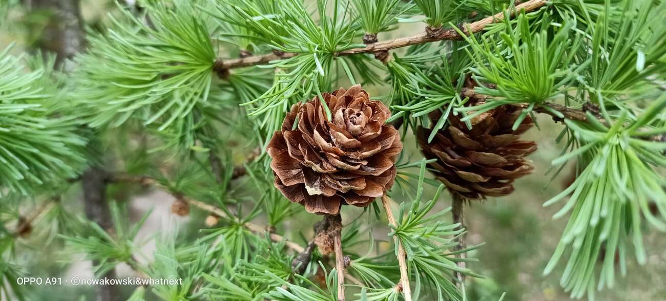 Test Oppo A91 – Średniak z rewelacyjnym czytnikiem pod ekranem