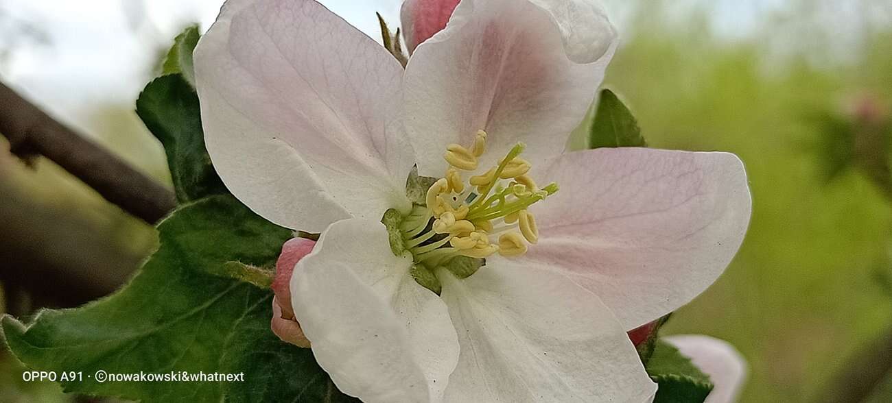 Test Oppo A91 – Średniak z rewelacyjnym czytnikiem pod ekranem