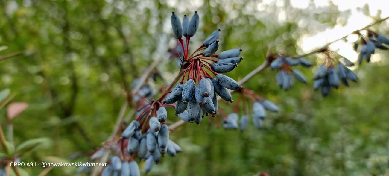 Test Oppo A91 – Średniak z rewelacyjnym czytnikiem pod ekranem