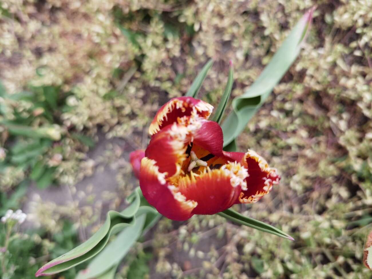 Test telefonu Huawei P40. Te mniejsze flagowce to są jednak fajne