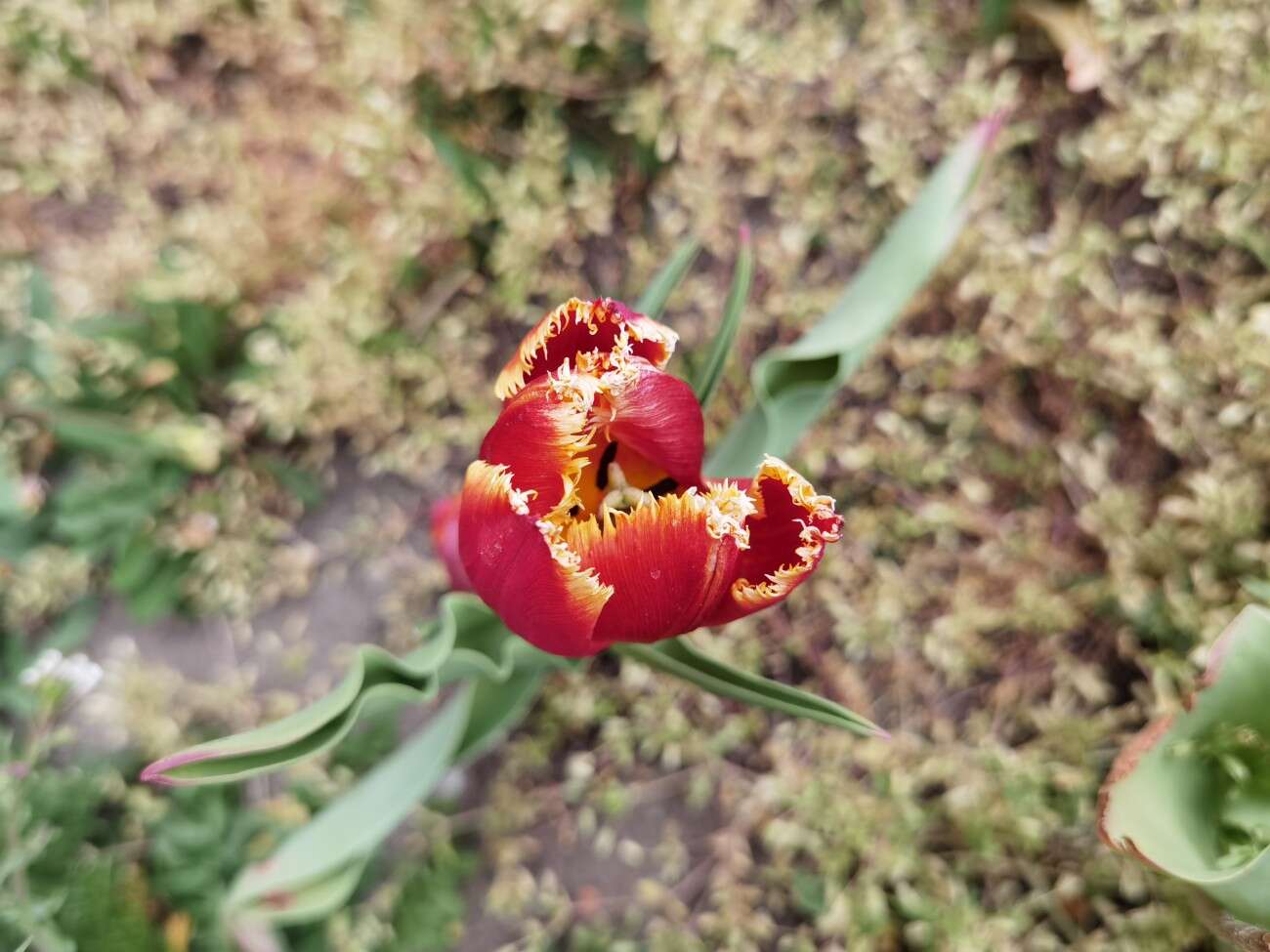 Test telefonu Huawei P40. Te mniejsze flagowce to są jednak fajne