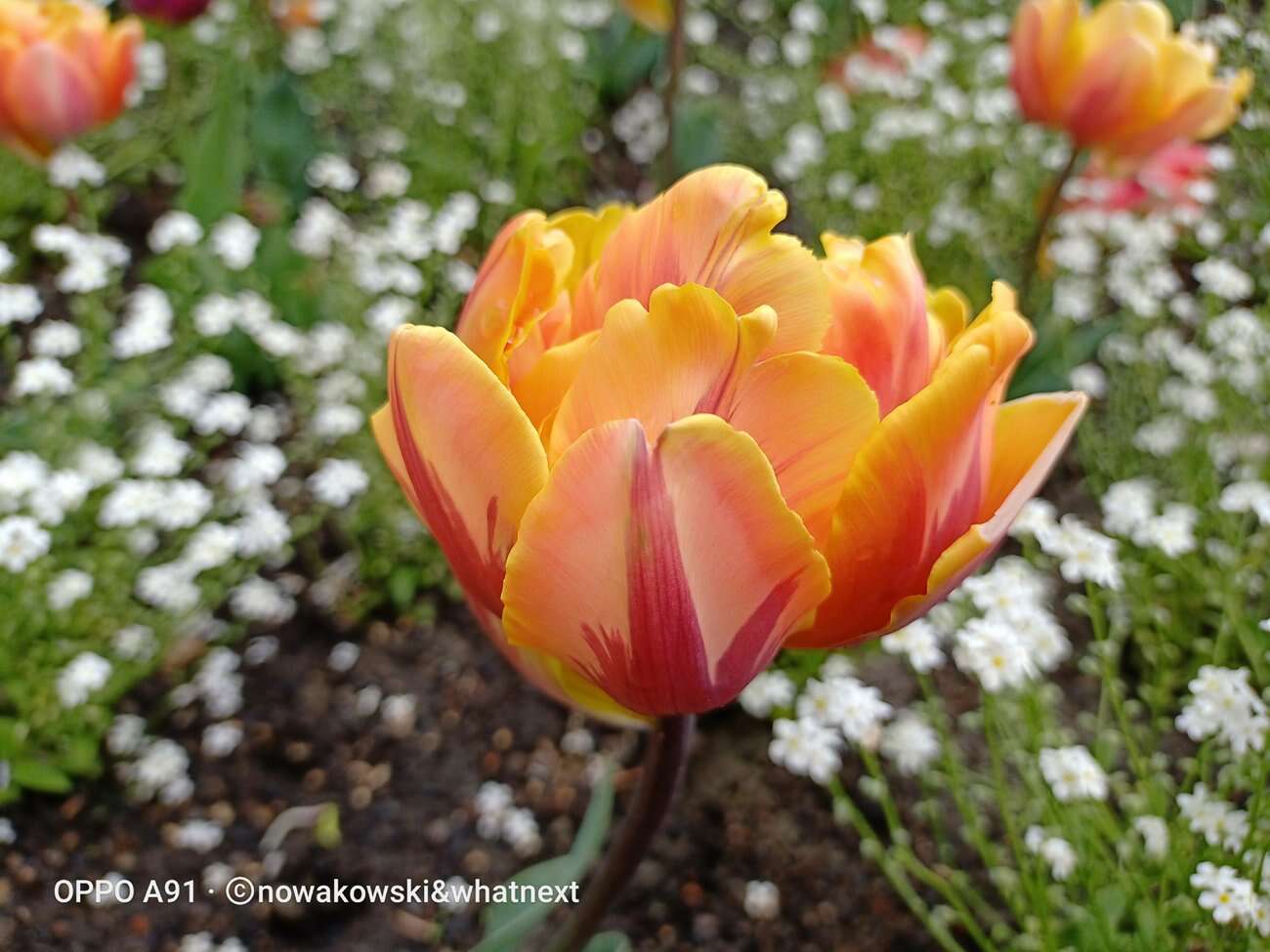 Test Oppo A91 – Średniak z rewelacyjnym czytnikiem pod ekranem