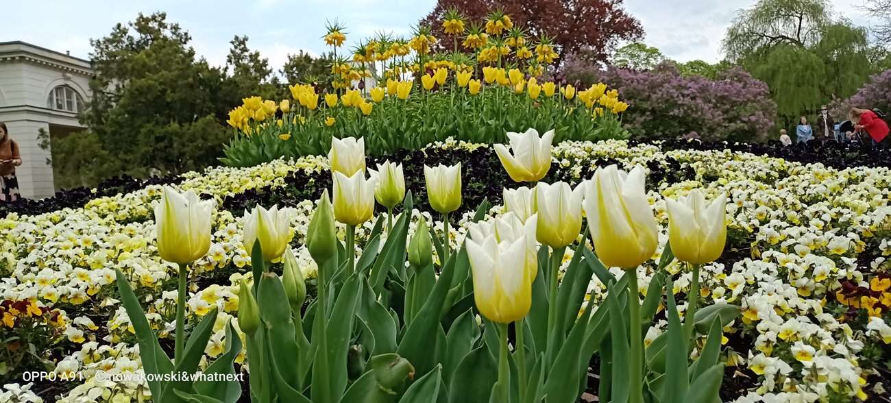 Test Oppo A91 – Średniak z rewelacyjnym czytnikiem pod ekranem