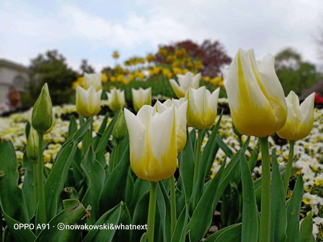 Test Oppo A91 – Średniak z rewelacyjnym czytnikiem pod ekranem