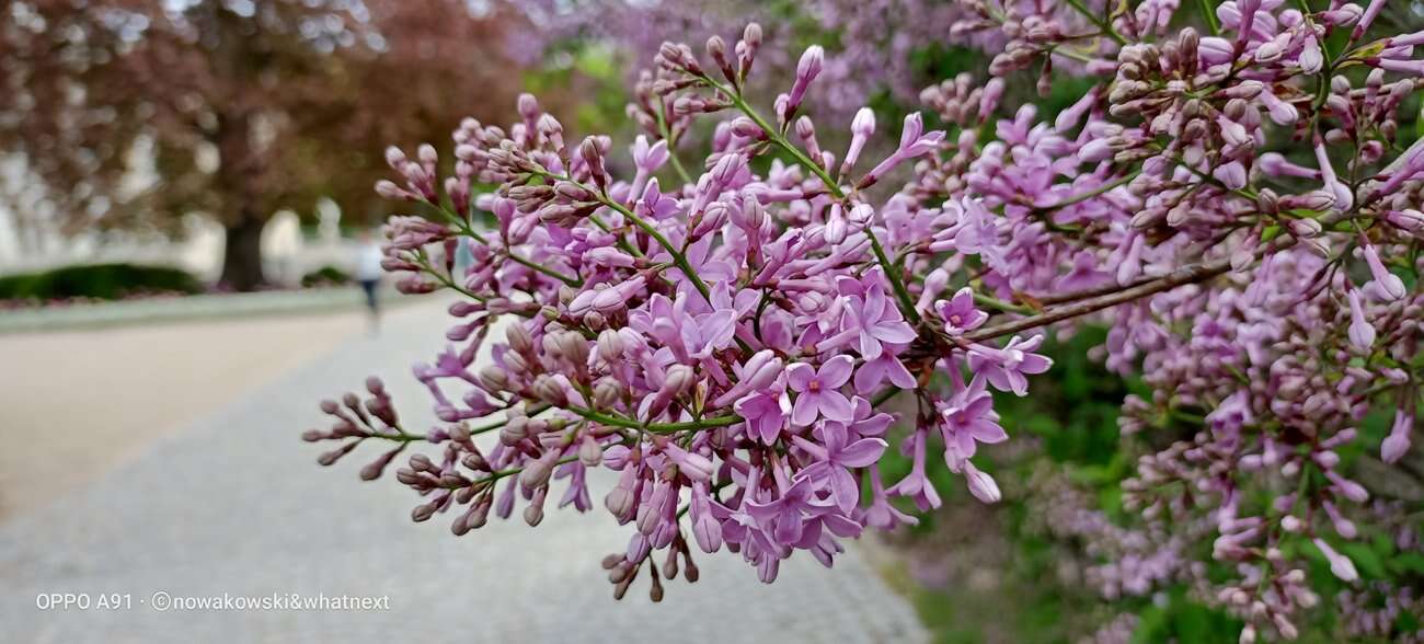 Test Oppo A91 – Średniak z rewelacyjnym czytnikiem pod ekranem