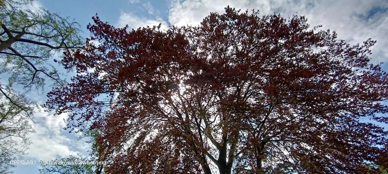 Test Oppo A91 – Średniak z rewelacyjnym czytnikiem pod ekranem