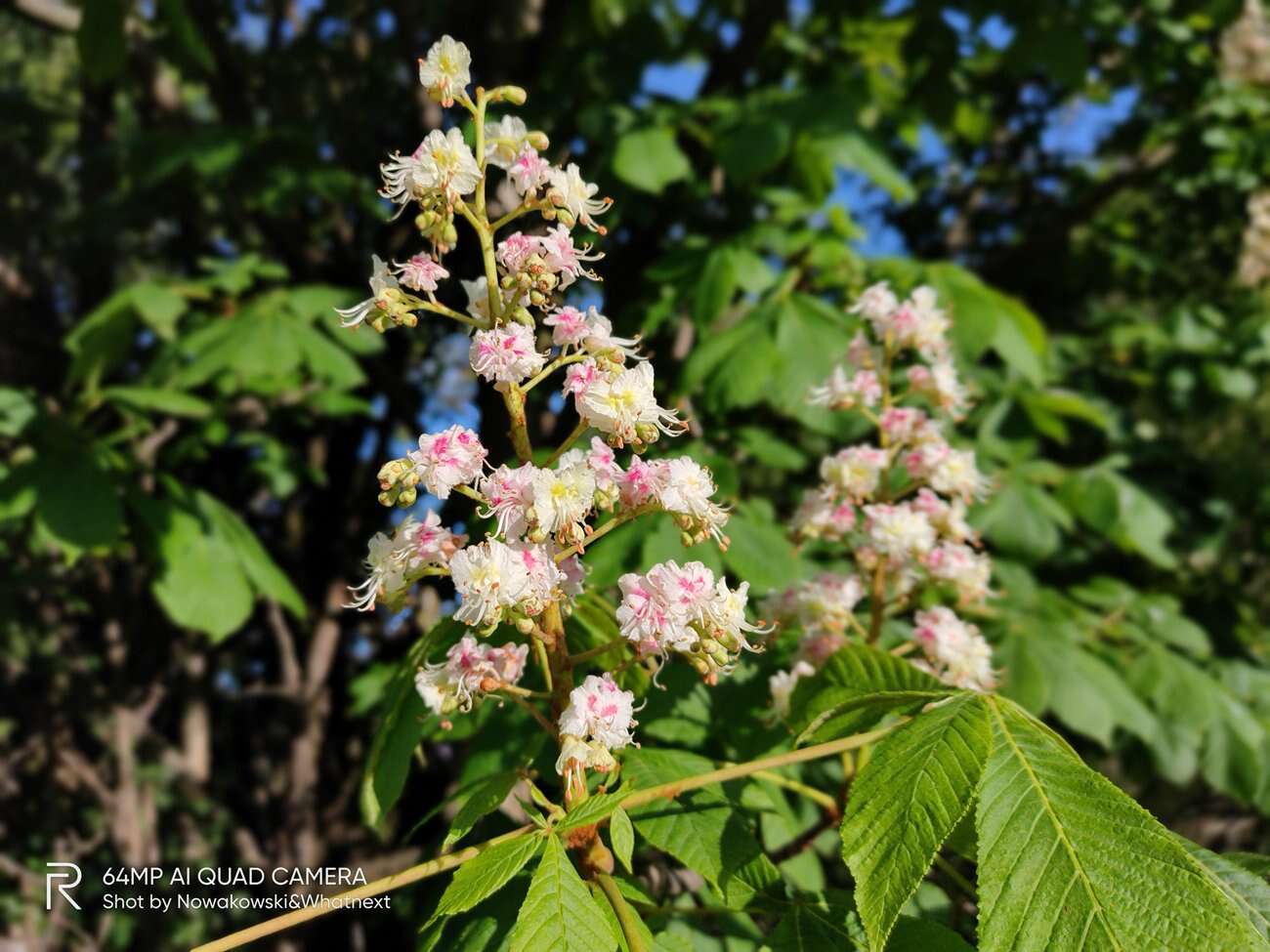 Test Realme 6 Pro – 90 Hz ekran w przystępnej cenie!