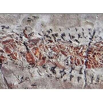 Zobaczcie niesamowitą skamielinę przedstawiającą scenę sprzed milionów lat