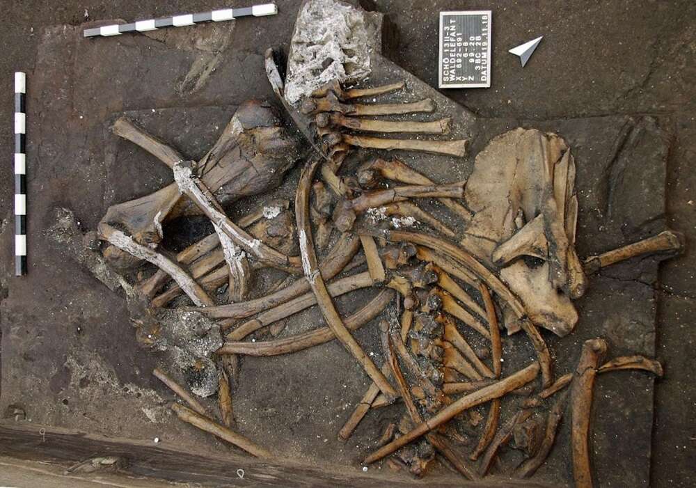 Dzięki archeologom możemy poznać losy ogromnego słonia sprzed 300 000 lat