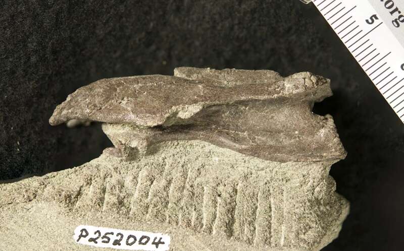 T. rex miał krewnego, który wyglądał zupełnie inaczej od słynnego kuzyna