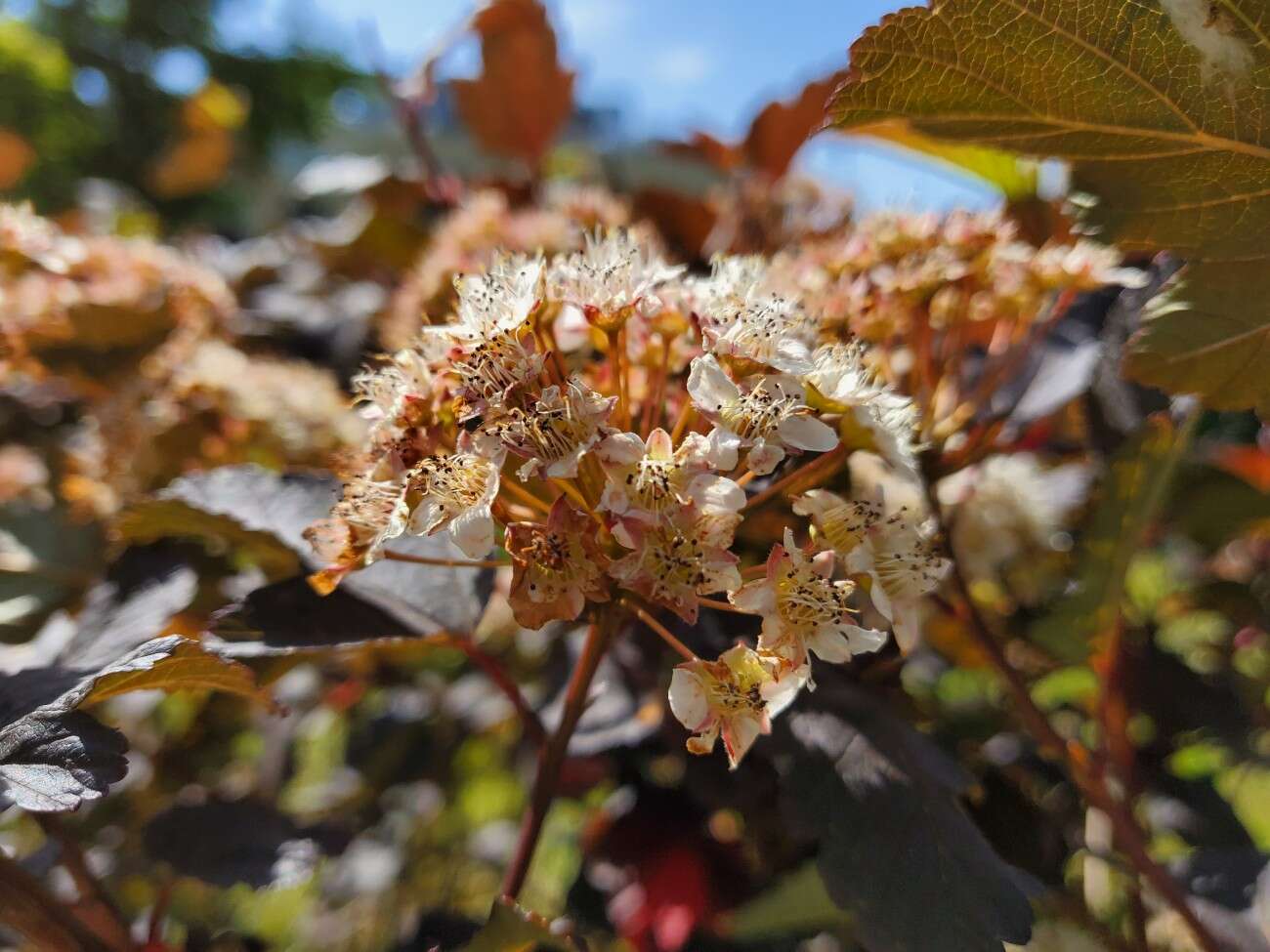 Test Samsunga Galaxy Z Flip. Nowa definicja kompaktowego smartfonu