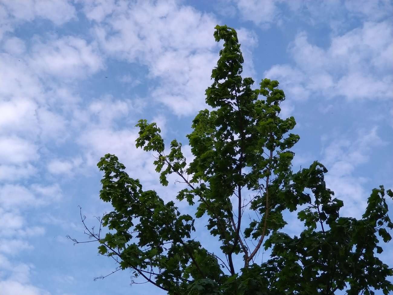 Test Sony Xperia 10 II - definicja kompaktowego smartfonu