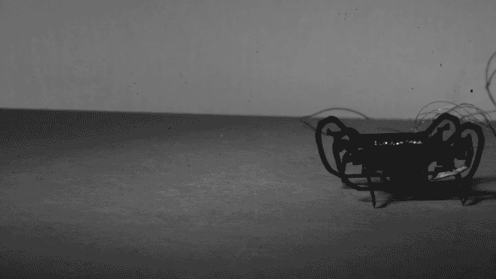 HAMR-JR to jeden z najmniejszych i najszybszych robotów na świecie