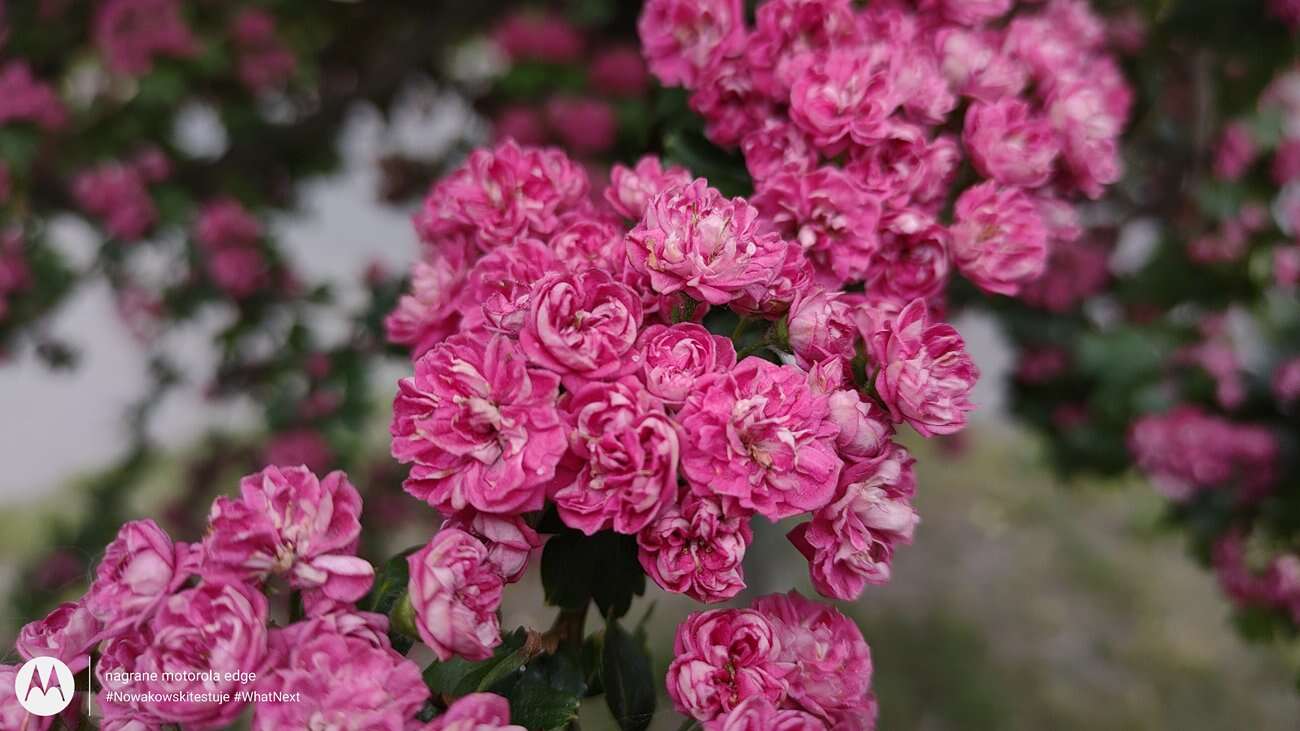 Test Motorola Edge – czy krawędzie robią różnicę?