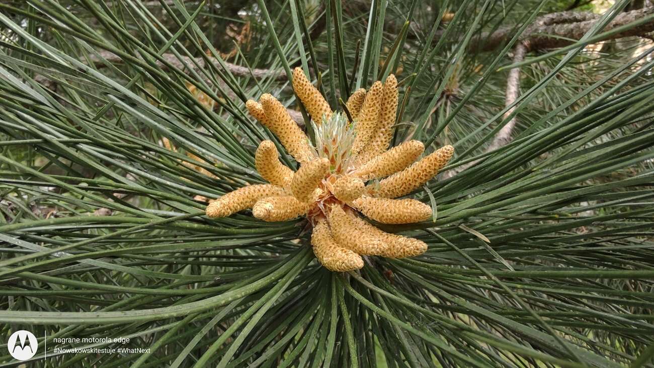 Test Motorola Edge – czy krawędzie robią różnicę?