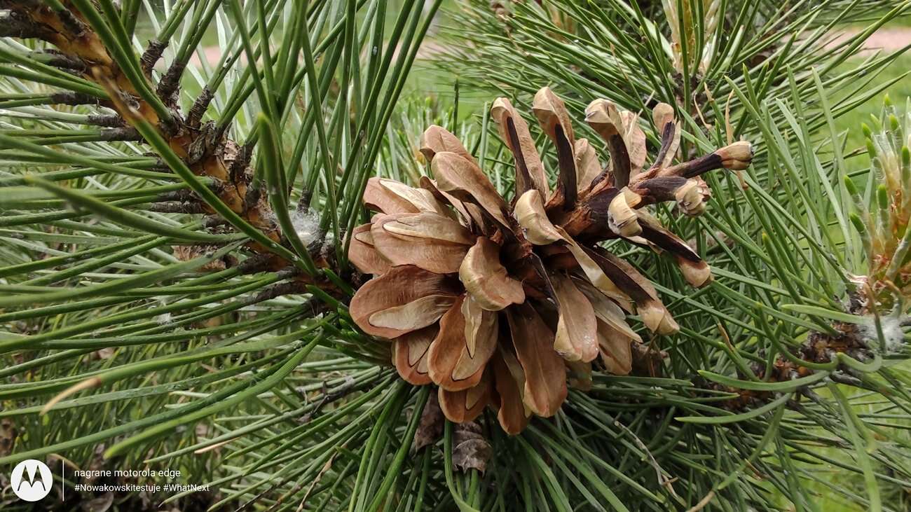 Test Motorola Edge – czy krawędzie robią różnicę?