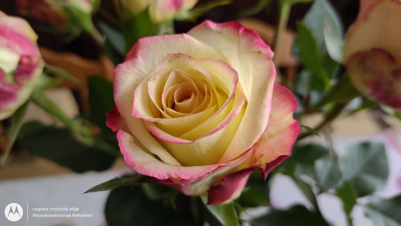 Test Motorola Edge – czy krawędzie robią różnicę?