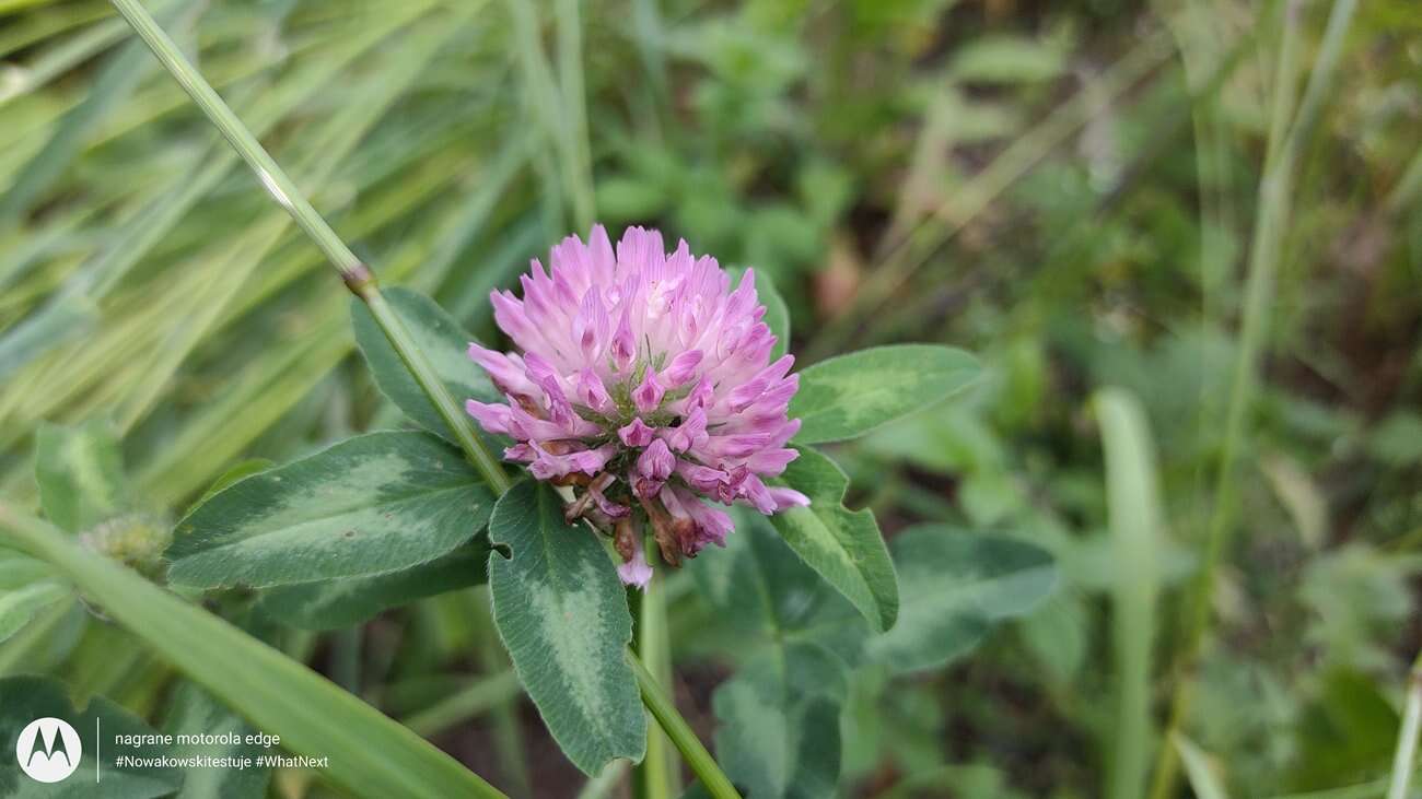 Test Motorola Edge – czy krawędzie robią różnicę?