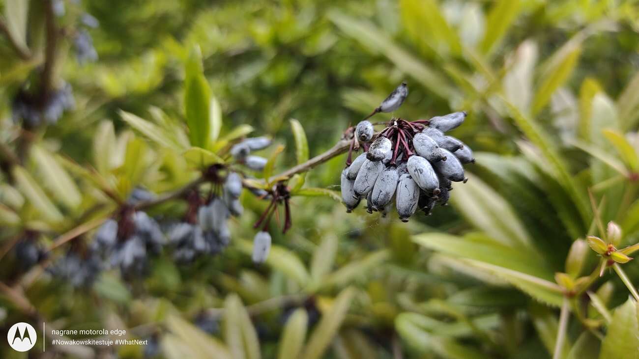 Test Motorola Edge – czy krawędzie robią różnicę?