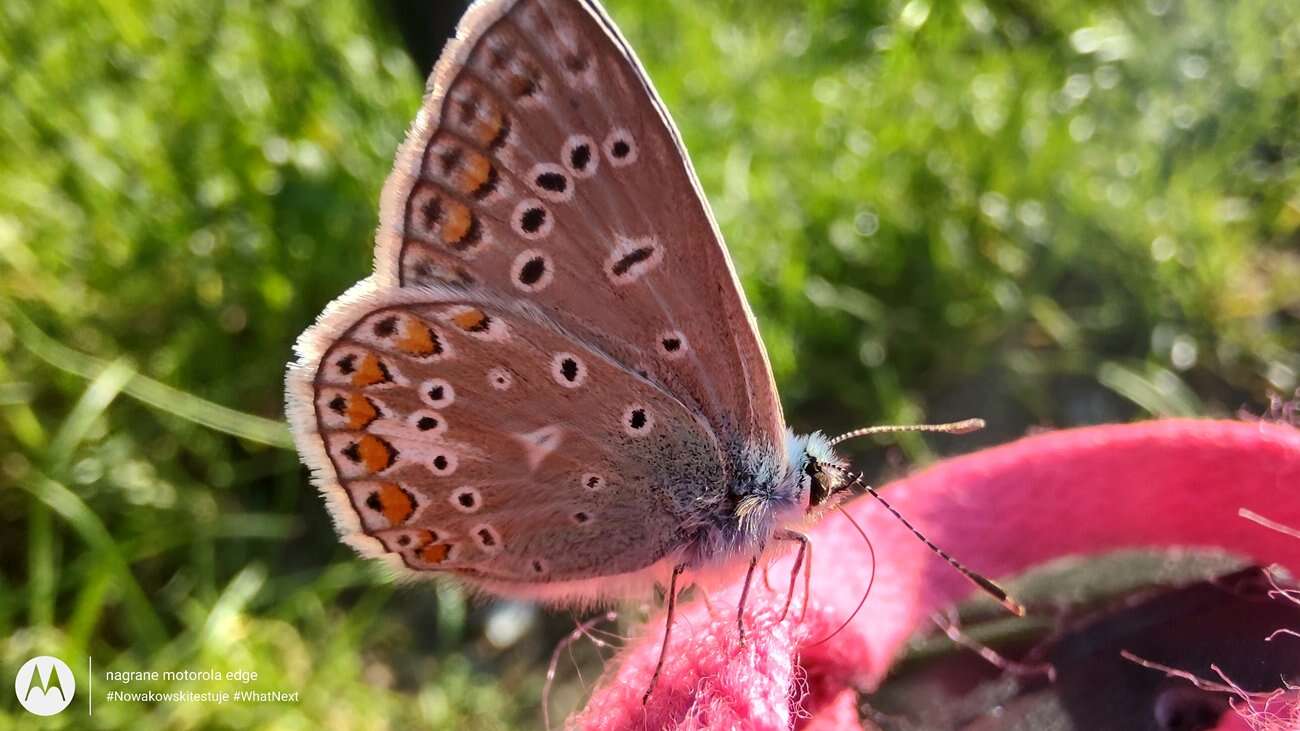 Test Motorola Edge – czy krawędzie robią różnicę?