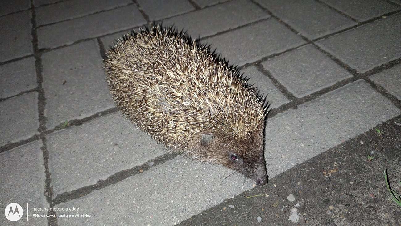 Test Motorola Edge – czy krawędzie robią różnicę?