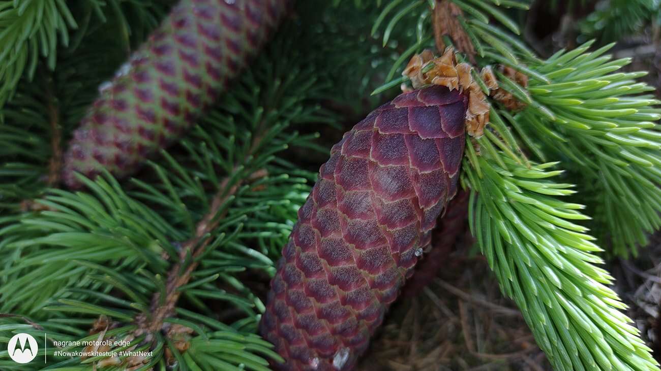 Test Motorola Edge – czy krawędzie robią różnicę?