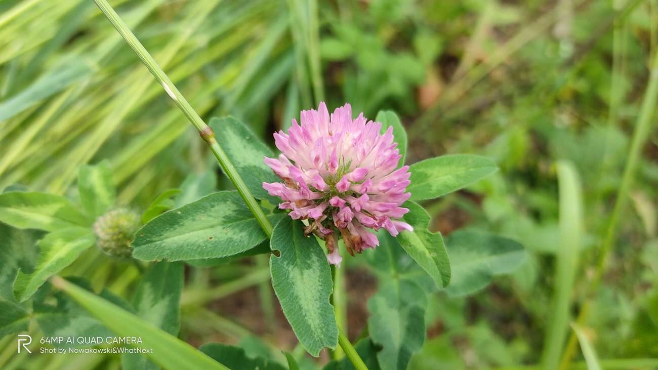 Test Realme X3 SuperZoom – najjaśniejsza gwiazda w ofercie Realme