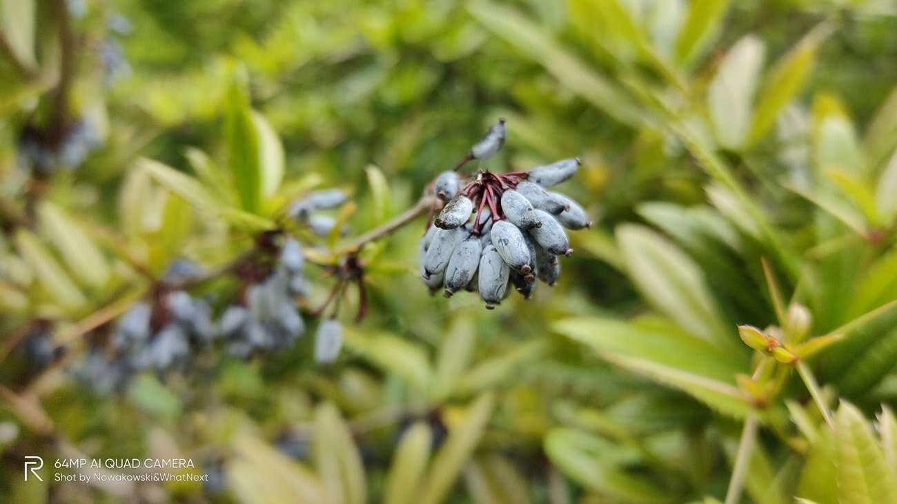 Test Realme X3 SuperZoom – najjaśniejsza gwiazda w ofercie Realme