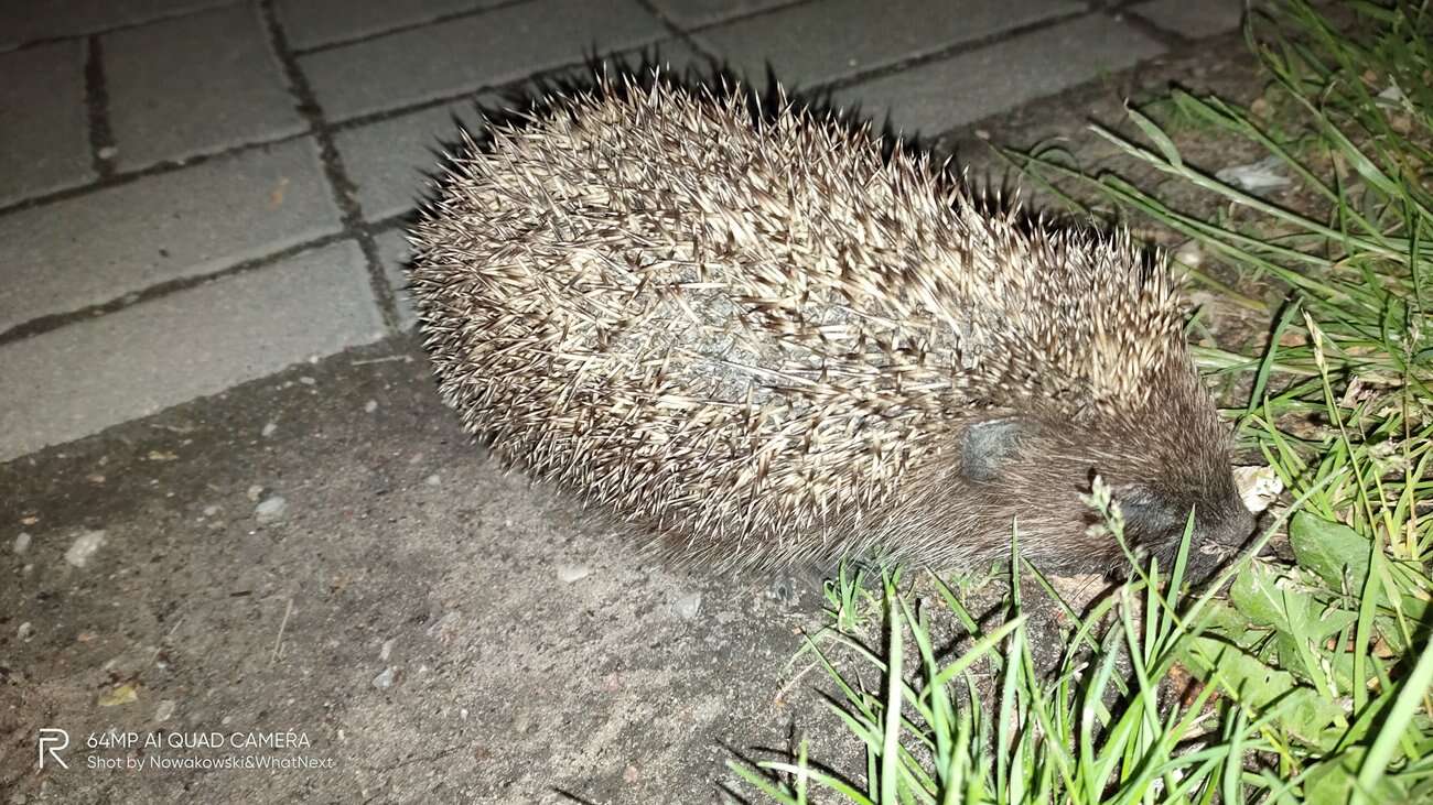 Test Realme X3 SuperZoom – najjaśniejsza gwiazda w ofercie Realme