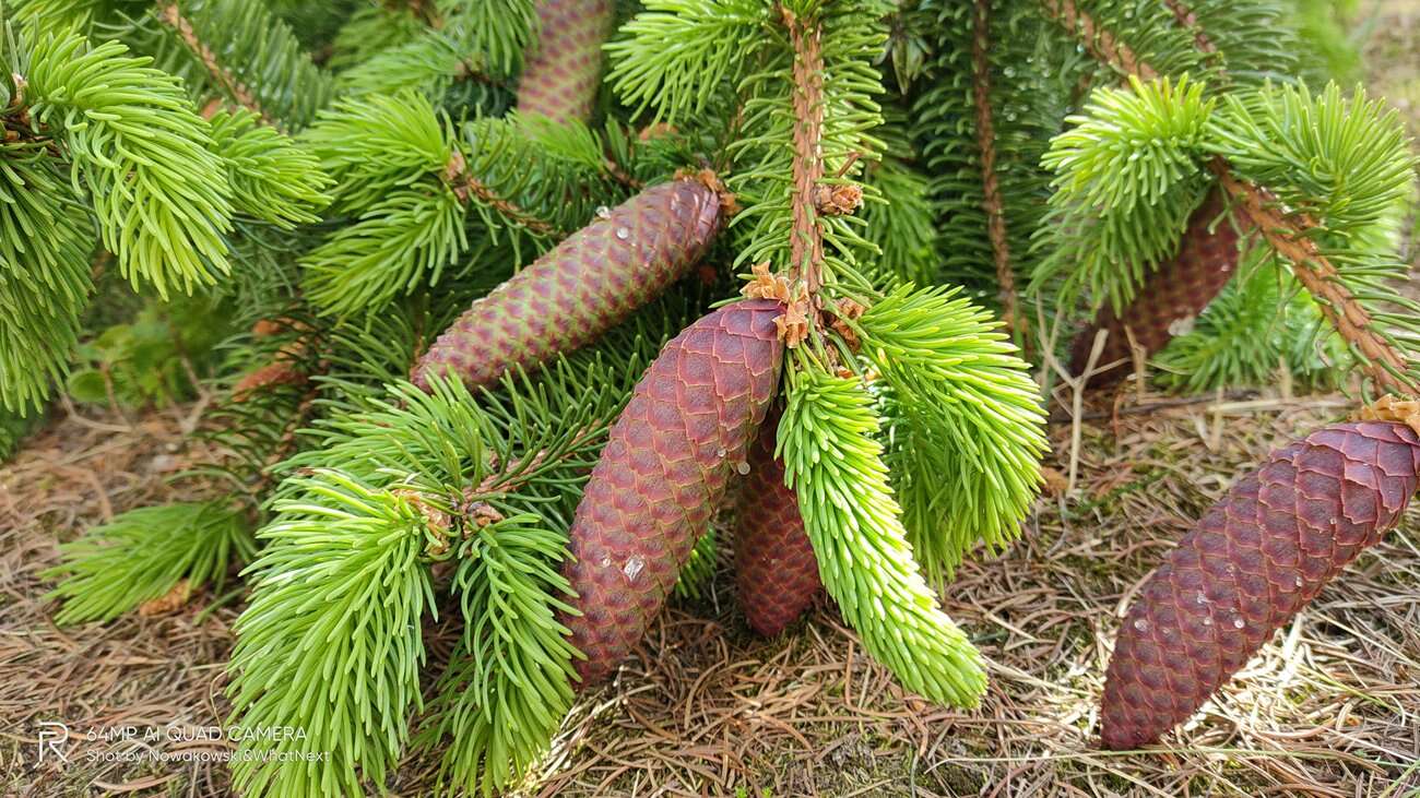 Test Realme X3 SuperZoom – najjaśniejsza gwiazda w ofercie Realme