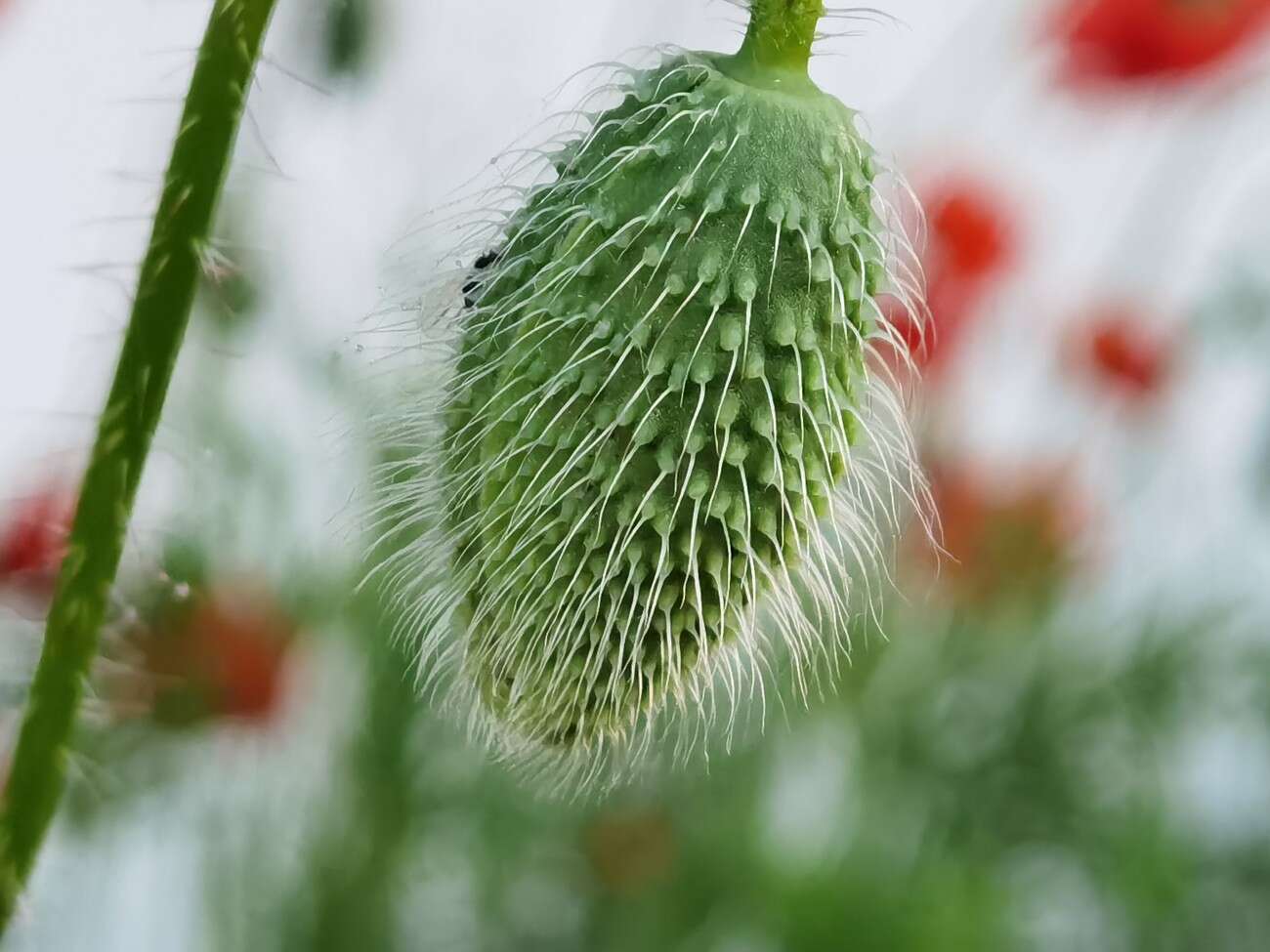 Recenzja Huawei P40 Pro+, czyli jak poprawić najlepszy aparat na rynku