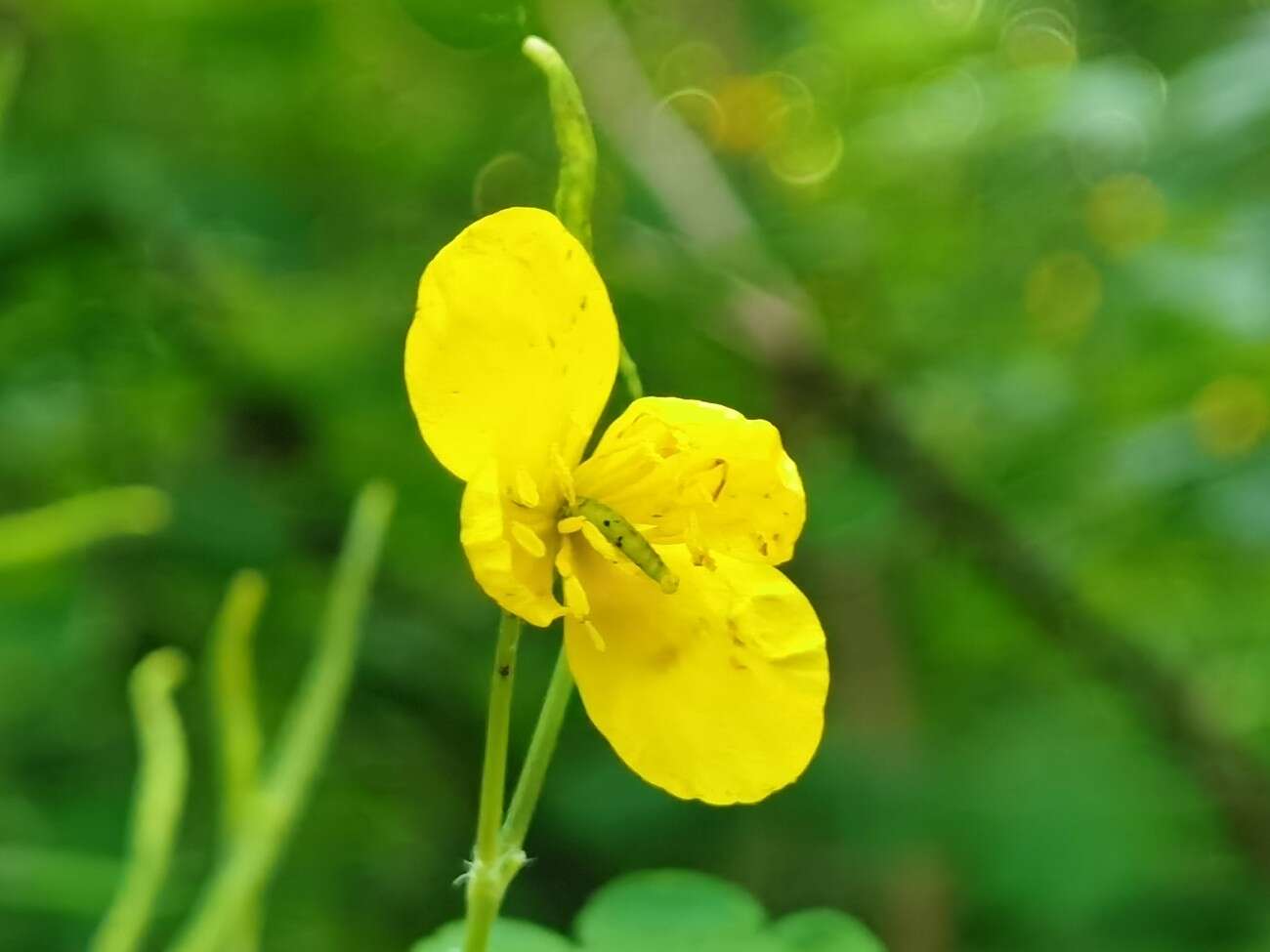 Recenzja Huawei P40 Pro+, czyli jak poprawić najlepszy aparat na rynku