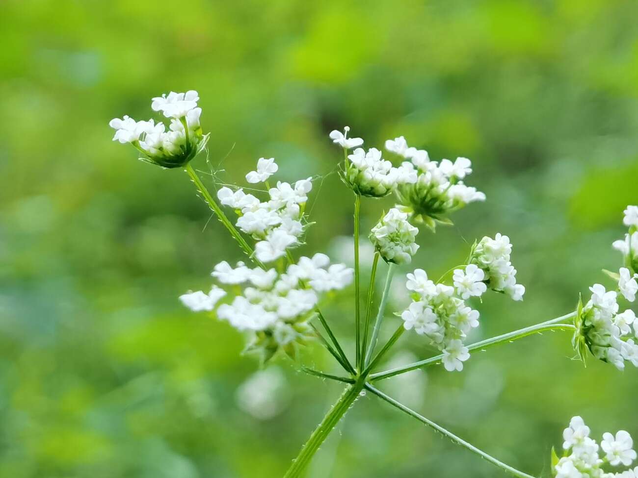 Recenzja Huawei P40 Pro+, czyli jak poprawić najlepszy aparat na rynku