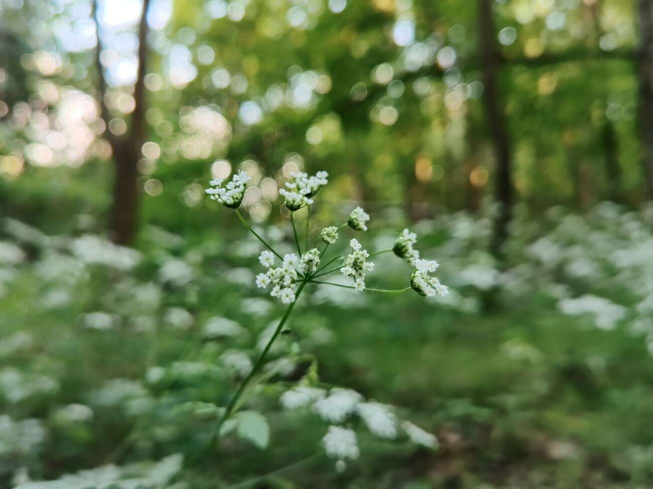 Recenzja Huawei P40 Pro+, czyli jak poprawić najlepszy aparat na rynku