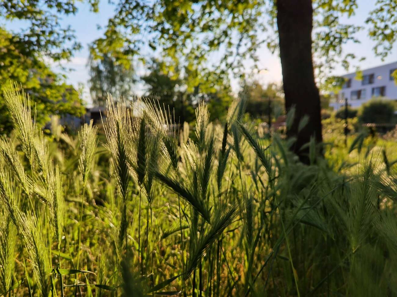 Recenzja Huawei P40 Pro+, czyli jak poprawić najlepszy aparat na rynku