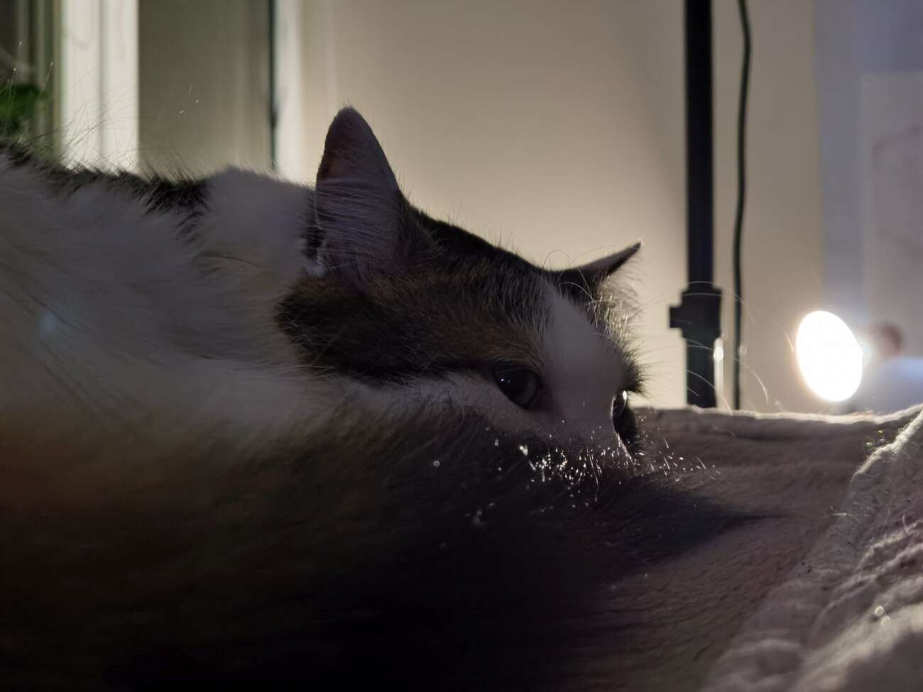 Recenzja Huawei P40 Pro+, czyli jak poprawić najlepszy aparat na rynku