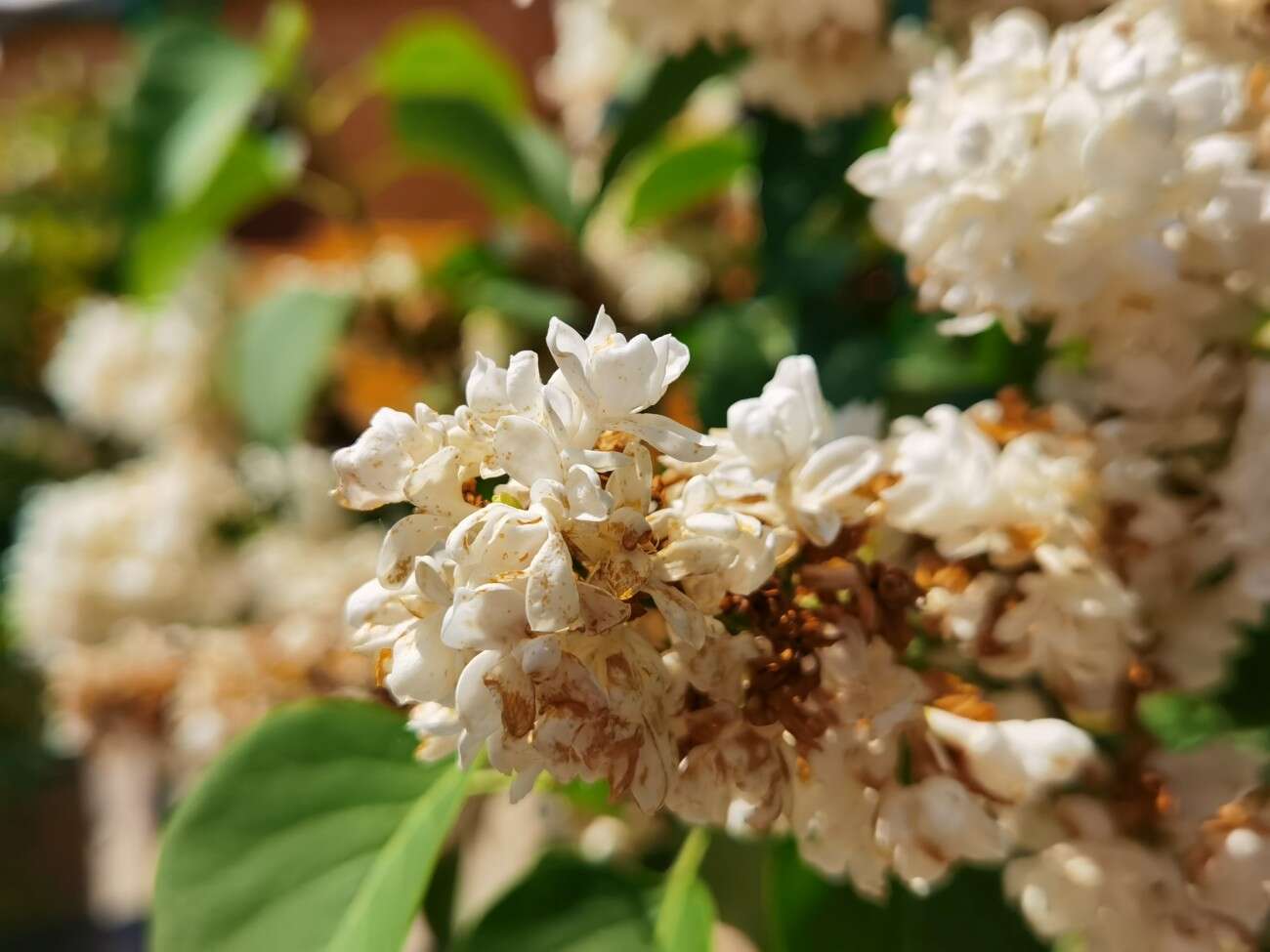 Recenzja Huawei P40 Pro+, czyli jak poprawić najlepszy aparat na rynku