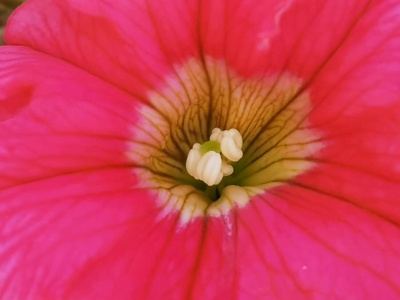 Recenzja Huawei P40 Pro+, czyli jak poprawić najlepszy aparat na rynku